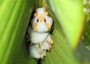 Bất ngờ với ý nghĩa giấc mơ về Dơi